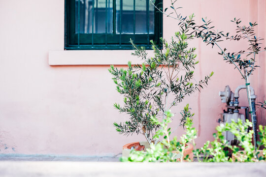 Plants Outside Pink Home With Bars On Window