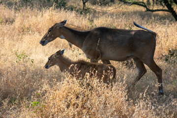 common eland gazing at ranthambore of rajasthan