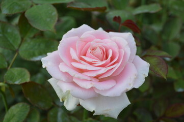 pink rose in garden
