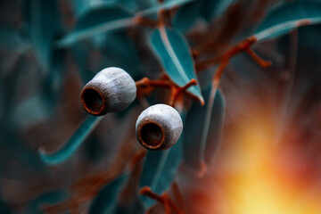 Close up of gumnuts on tree