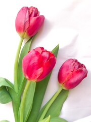 pink tulips on white background