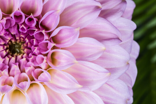 Pink purple dahlia close up