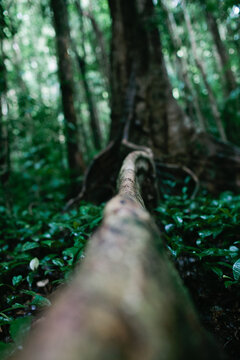 Close up of a Rainforest tree root