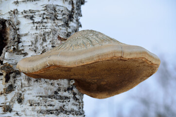 fungus growth on birch tree
