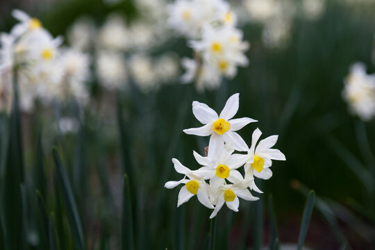 Detail of white daffodils with selective focus background