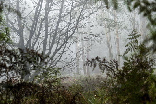 Foggy Trees And Forest Scene