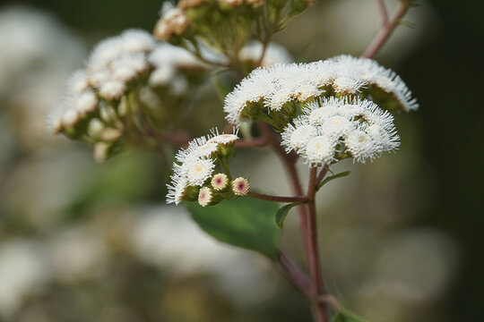 White bush flower