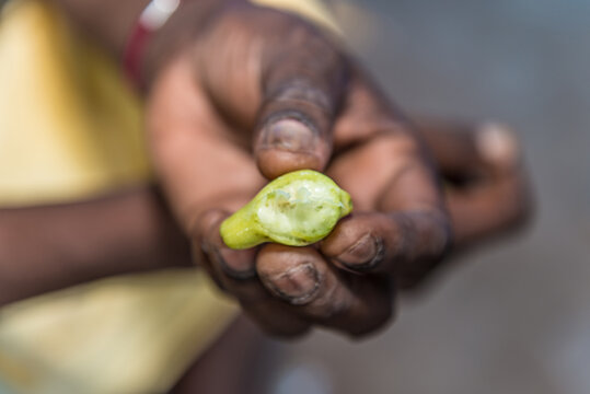 Aboriginal hands holding Kakadu plum half eaten