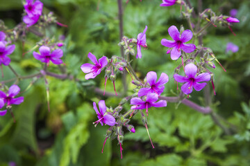 purple flowers in the garden