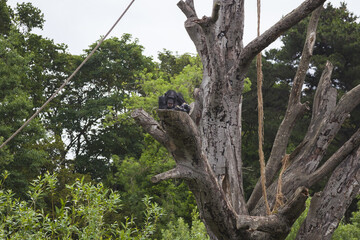 tree in the forest with monkey
