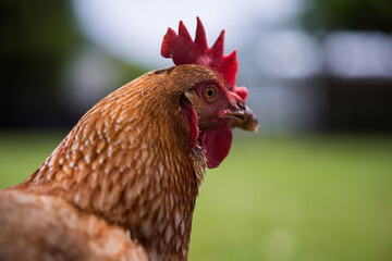Close up of alert brown chicken in green farm field