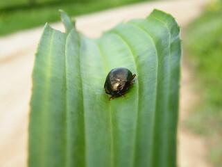 inseto