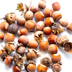 Hazelnuts isolated on white. Bright hazelnuts.