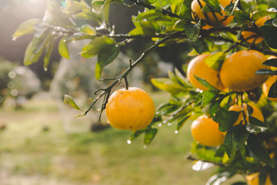 Wet orange citrus on fruit trees, in beam of sunlight on rural farm