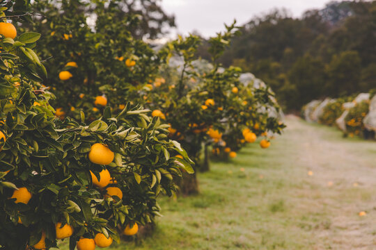 Row of orange citrus fruit trees on rural farm in morning frost