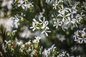 Macro close-up of the Australian wedding bush