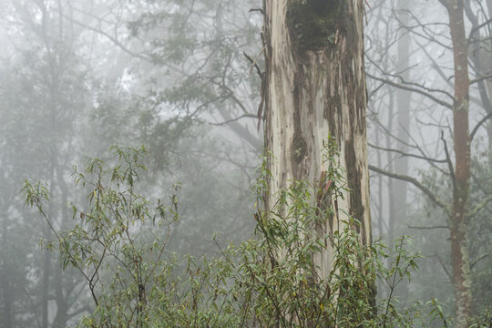 Foggy Trees And Forest Scene