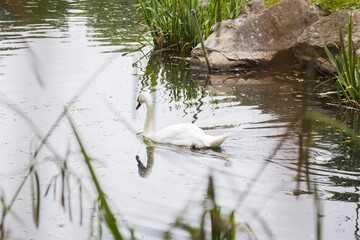 white swan on the lake