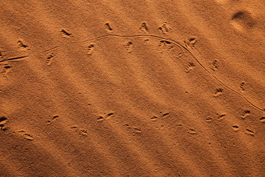 Animal tracks in the sand