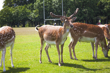 group of deers in the park