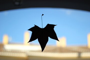 autumn leaf on the glass