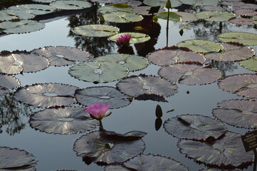 Obraz na płótnie Canvas water lilies in the pond