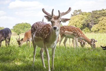 deer in the park