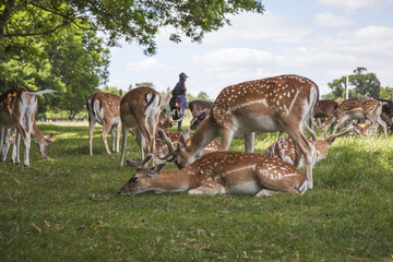 deer in the park