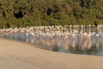 Pink Flamingos in a lake