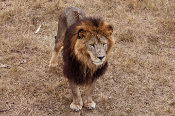 Beautiful wounded lion in the wild growls on a hunt in the Republic of South Africa