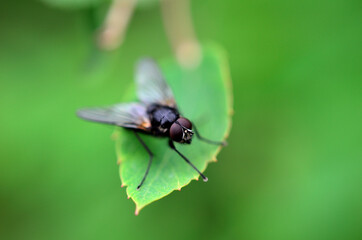 small flie sitting on green leaf macro photo
