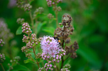 bumblebee on pink wildflower in summer macro photo
