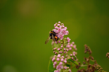 bumblebee on pink wildflower in summer macro photo