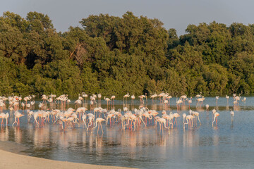 Fototapeta premium Pink Flamingos in a lake