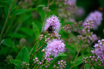 bumblebee on pink wildflower in summer macro photo