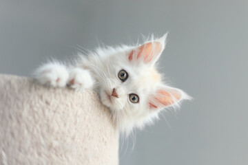 White kitten