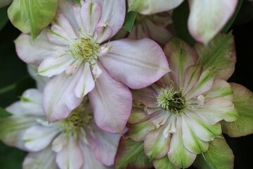 Clematis Innocent Glance