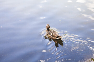 duck swimming in the water