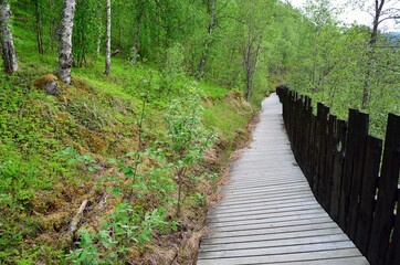 Obraz premium long plank walk way in forest