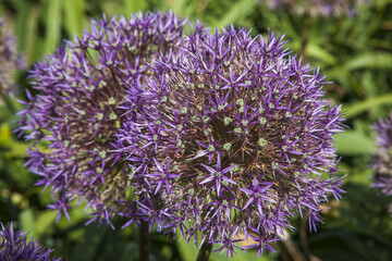 close up of a lavender flower