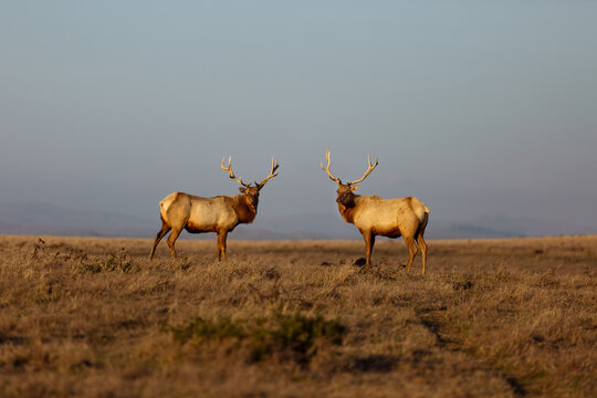 Thule Elk