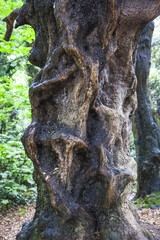 trees in the irish forest