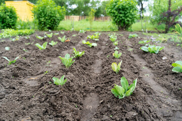 young crop of greenery on the garden plot, the concept of clean products