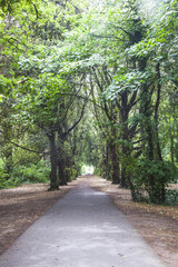 Fototapeta premium trees in the irish forest