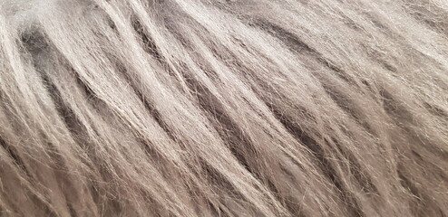 fur texture background
