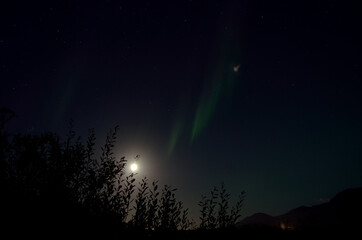 Obraz na płótnie Canvas aurora borealis dancing over forest on a full moon autumn night