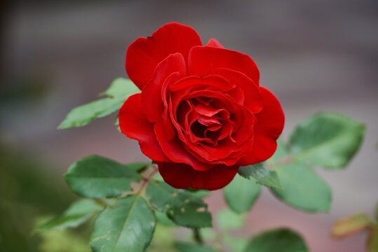 beautiful red rose macro shot