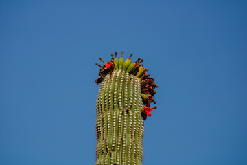 Crown of Saguaro Ripe Fruit on a bright blue day in Arizona Sonoran Desert