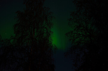 aurora borealis over birch trees in autumn