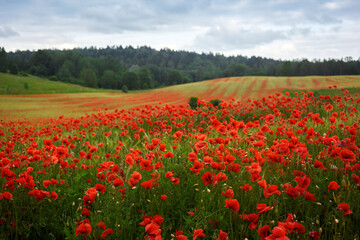 Red poppies field, summer colorful background. Meadow spring blooming grass. Summer garden scene